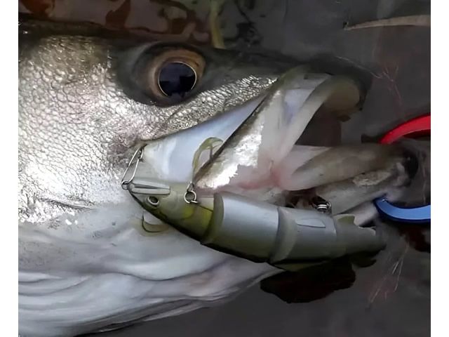 Isca Duo Dead Drift 100