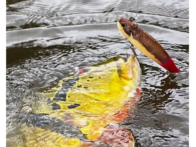 Isca Duo Realis FangJaw 110