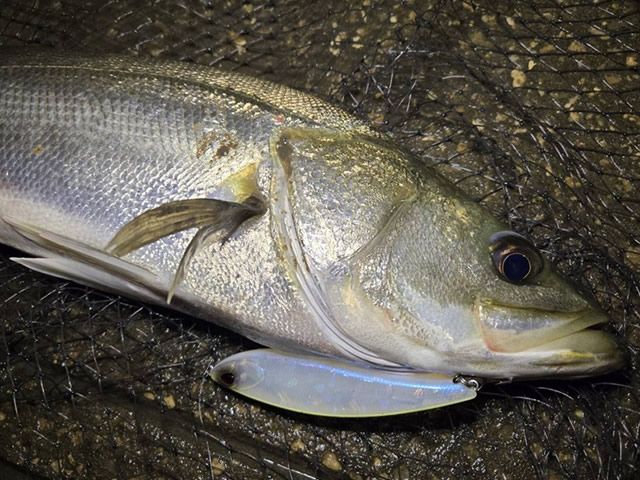 Isca DUO BayRuf Bulk 125F