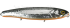 Imagem SILVER ORANGE BELLY