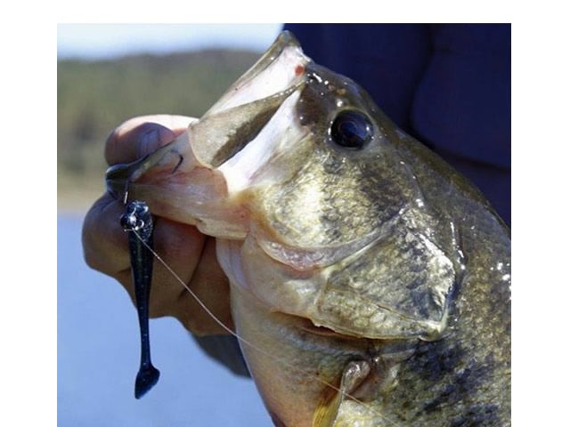 Isca Soft TNT Bass Shad 12 - 6UN
