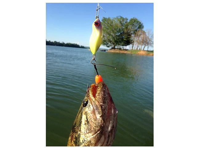 Isca TNT Hard Frog 50