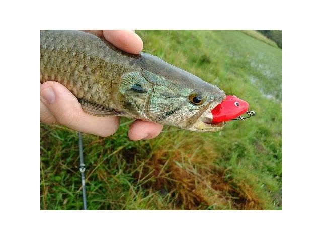 Isca Bad Line New Mini Rat - Rato