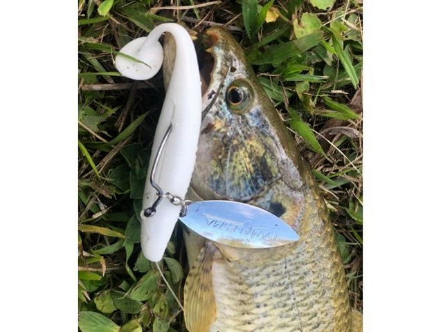 Lâmina Camalesma Spin Blade SFB - 2UN