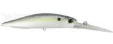 Imagem ACC3083 American Shad